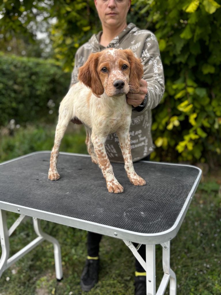 Du Paradis D'oliver - Chiot disponible  - Epagneul Breton