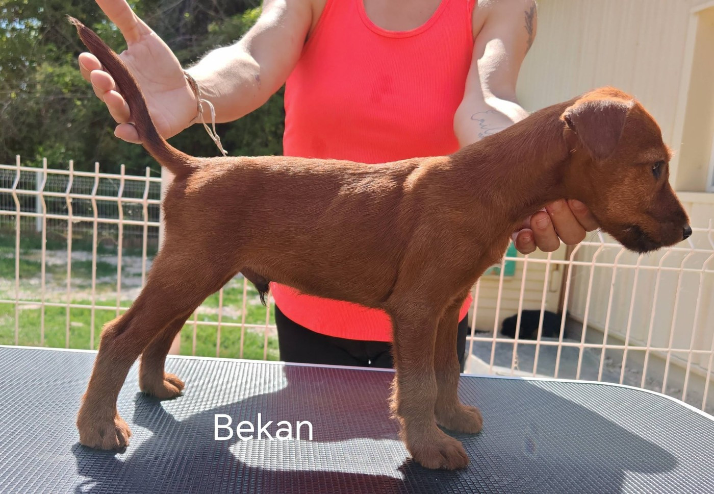 Du Paradis D'oliver - Chiots disponibles - Irish Terrier