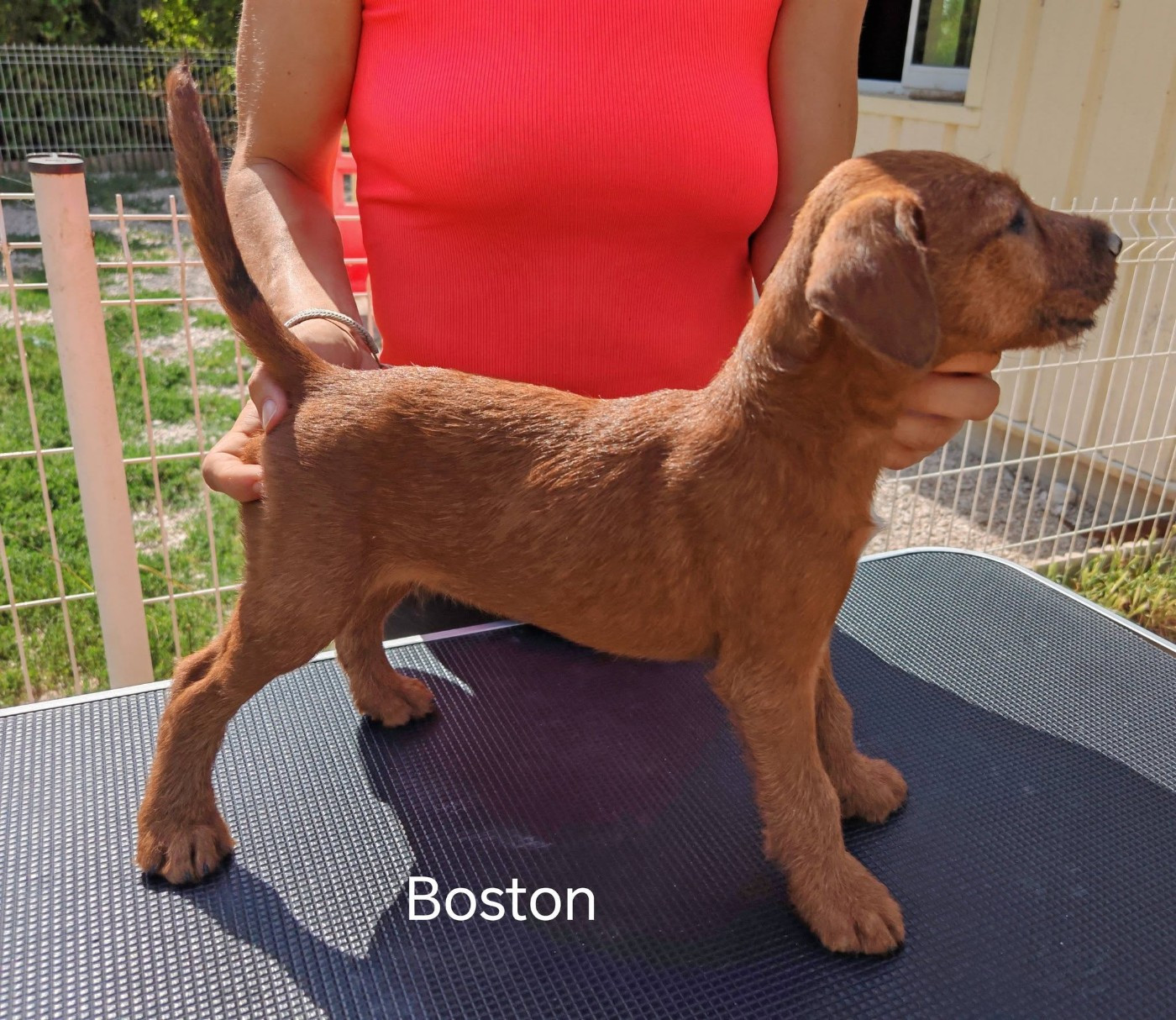 Du Paradis D'oliver - Chiots disponibles - Irish Terrier