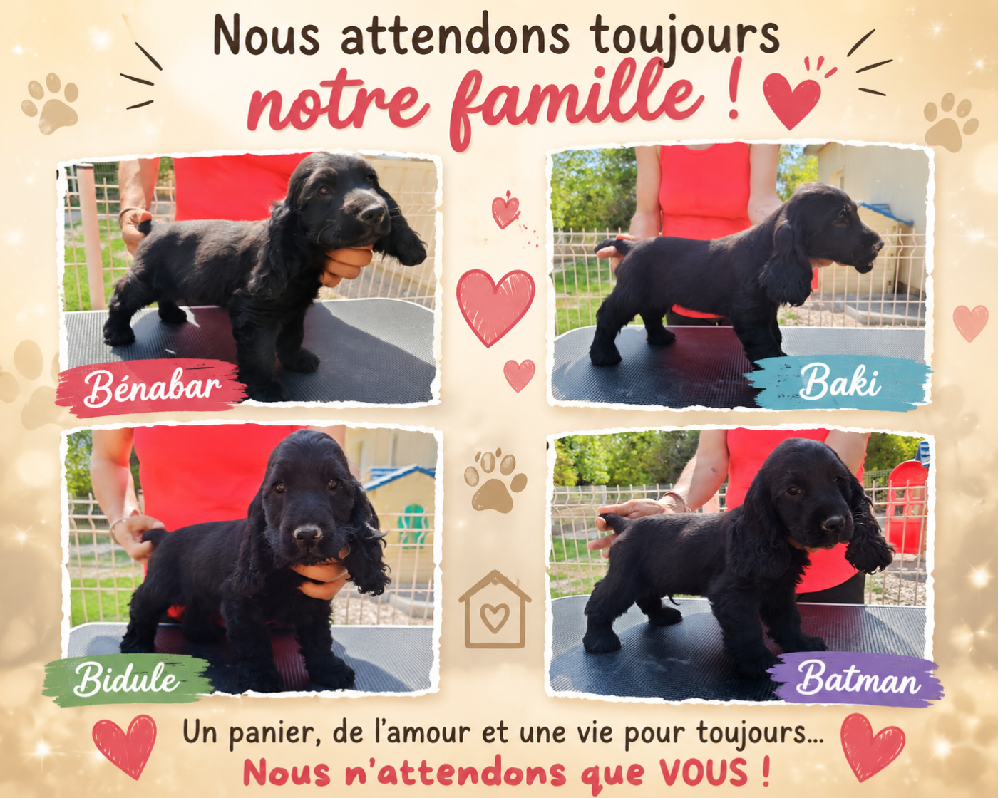 Du Paradis D'oliver - Chiots disponibles - Cocker Spaniel Anglais