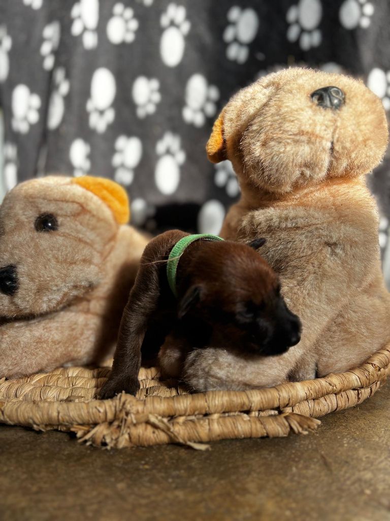 Du Paradis D'oliver - Chiots disponibles - Irish Terrier