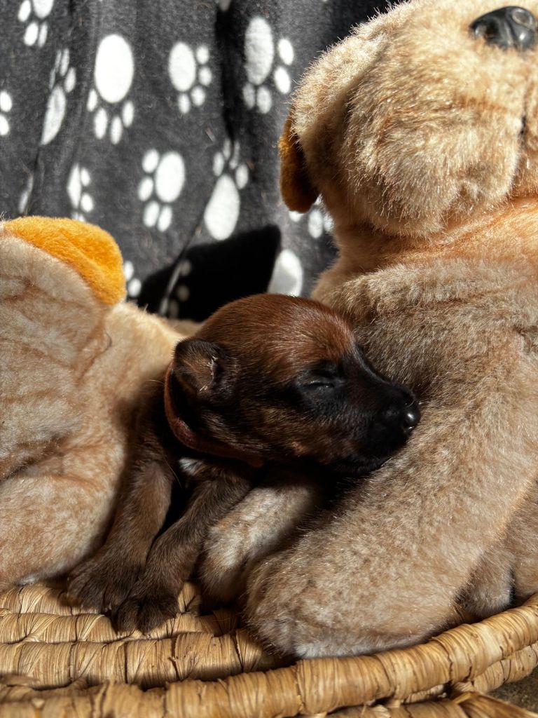 Du Paradis D'oliver - Chiots disponibles - Irish Terrier