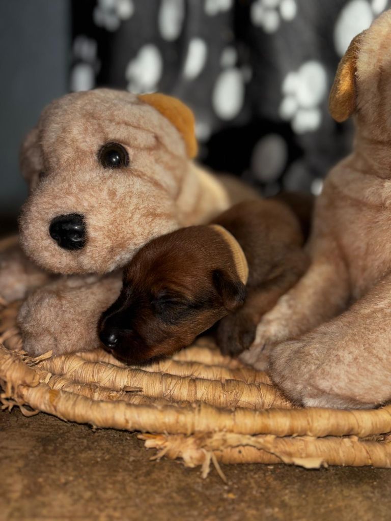 Du Paradis D'oliver - Chiots disponibles - Irish Terrier