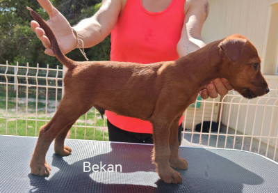 BEKAN