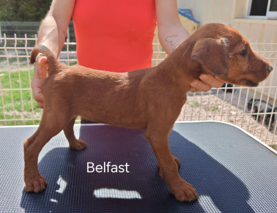 BELFAST
